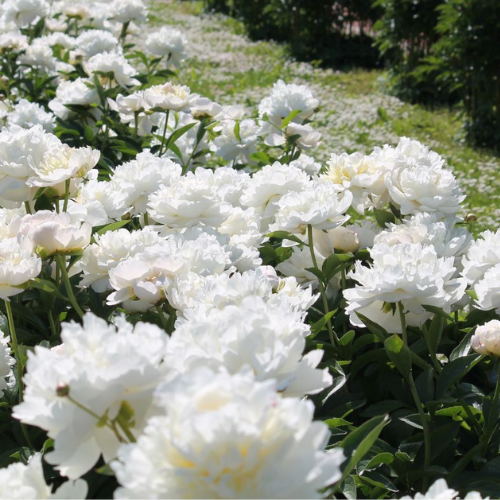 CHIẾT XUẤT BẠCH THƯỢC (Dưỡng trắng)